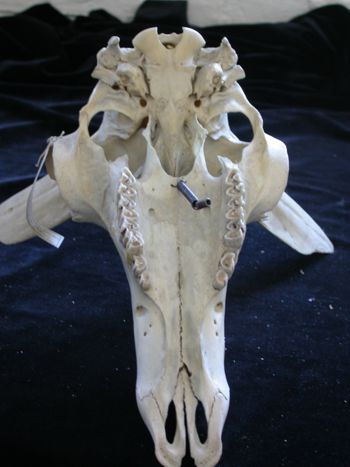 Media type: image;   Mammalogy 17733